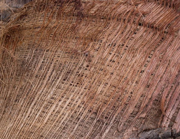 Muster Hintergrund der Faser auf Kokosnussbaum — Stockfoto