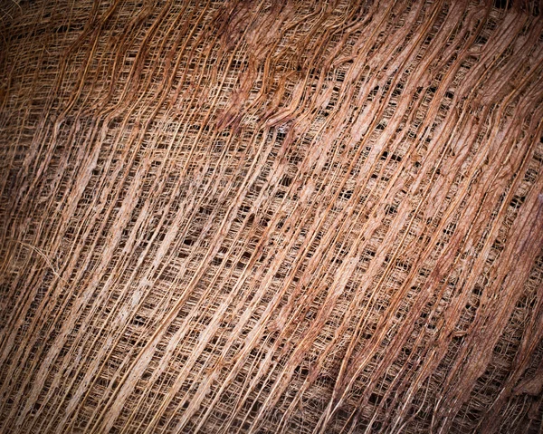 Fondo de patrón de fibra en árbol de coco — Foto de Stock