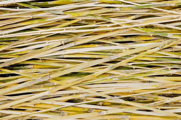 Pattern of bamboo background — Stock Photo, Image