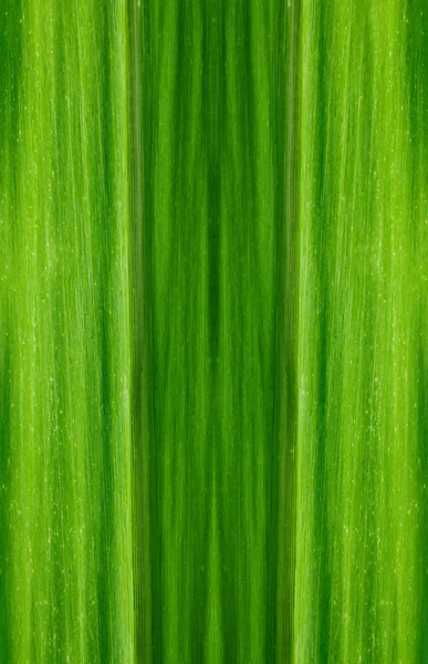 Pattern of green leaf background — Stock Photo, Image