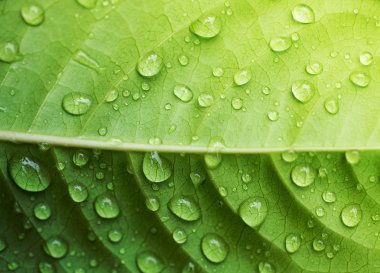 yeşil yaprak closeup zemin üzerine su damlası