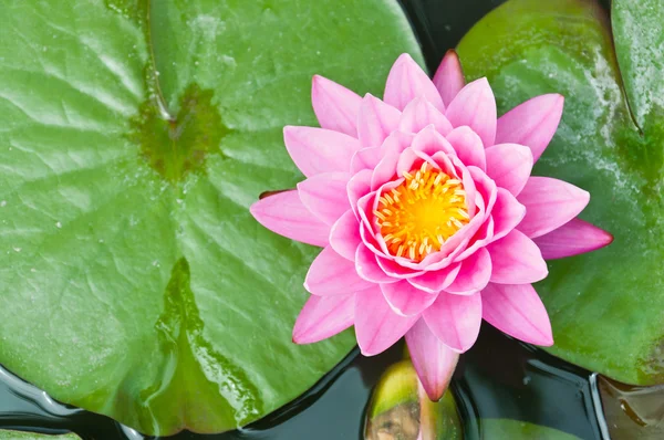 Lotus rose, gros plan de la nature — Photo