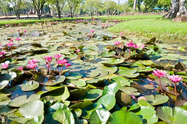 Pond full of water Lotus — Stock Photo, Image