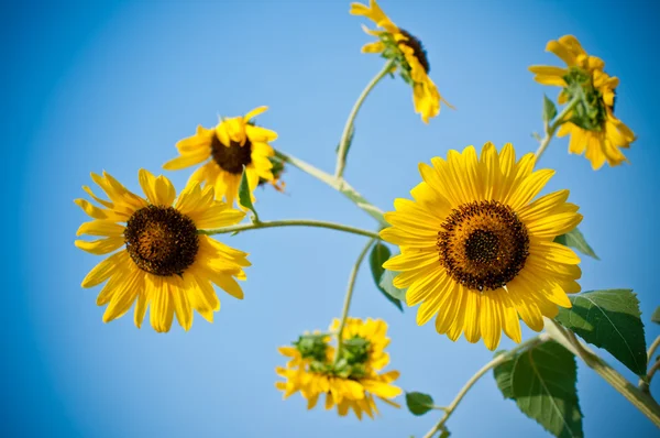 Zon bloem close-up en blauwe hemel — Stockfoto