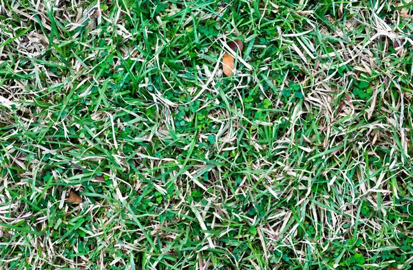 Padrão de grama para fundo — Fotografia de Stock
