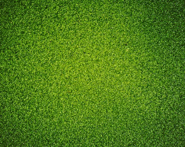 Textuur van groene blad achtergrond — Stockfoto