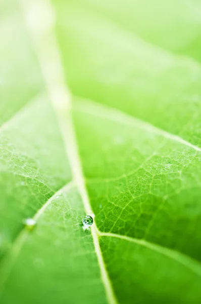 Kapka vody na zelené listy a země reflexe koncept — Stock fotografie
