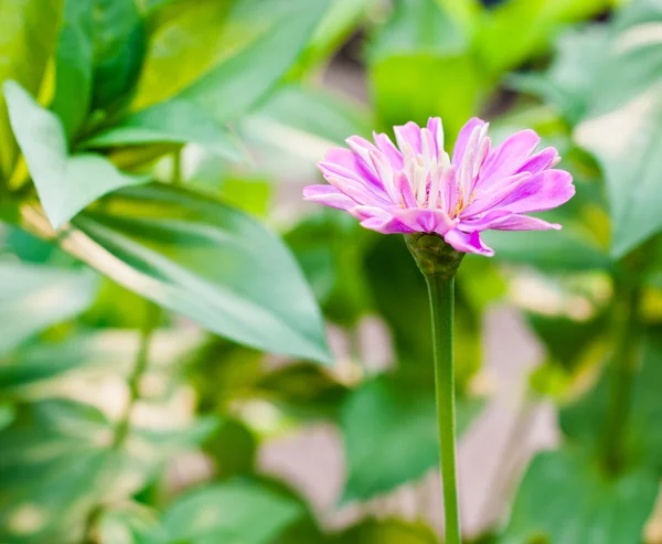 Zinnia-Blüten — Stockfoto