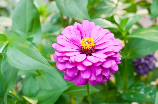 Zinnia-Blüten — Stockfoto