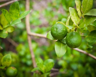 limon meyve bahçesinde ağaç üzerinde