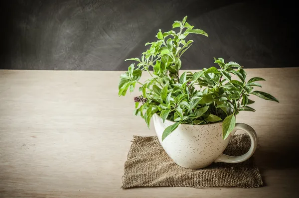 Heilige basilicum in de cup — Stockfoto