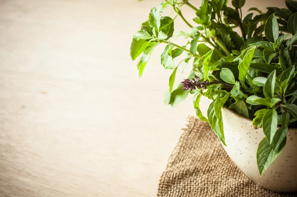 Holy Basil in the cup — Stock Photo, Image