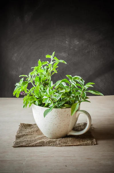 Heilige basilicum in de cup — Stockfoto