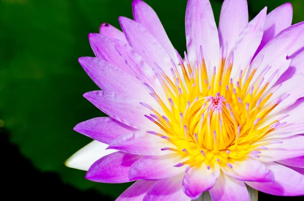 Violeta de agua Lily Flor Primer plano — Foto de Stock