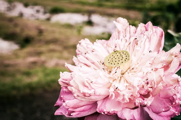 Closeup of beauty Pink lotus — Stock Photo, Image