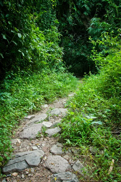 Путь в зеленом лесу — стоковое фото