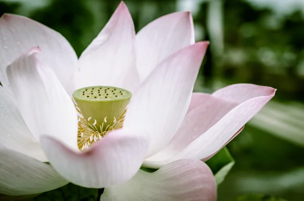 Macro de Lotus Rose — Photo