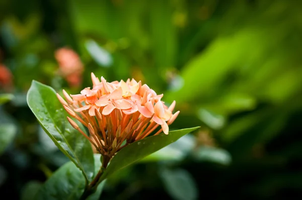 Closeup of orange  West Indian Jasmine, spike flower — Stock Photo, Image