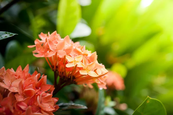Gros plan de Jasmin des Antilles orange, fleur de pointe — Photo