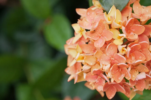 Closeup of orange  West Indian Jasmine, spike flower — Stock Photo, Image