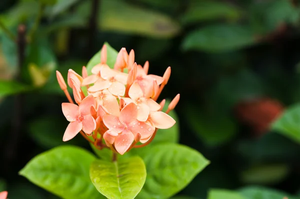 Closeup of orange  West Indian Jasmine, spike flower — Stock Photo, Image