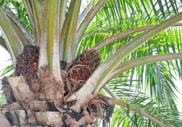 Palmiye ağacı detay — Stok fotoğraf