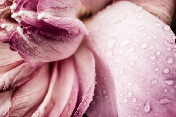 Gota de agua en flor de loto rosa — Foto de Stock