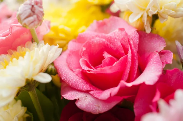 Primo piano di rosa rosa — Foto Stock