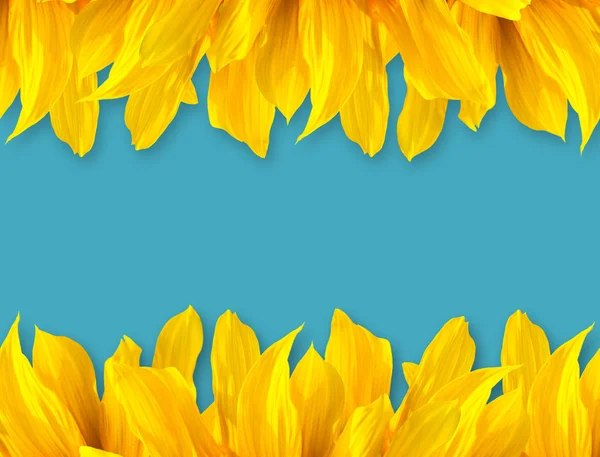 Sun Flower  Petal on Blue Color Background — Stock Photo, Image