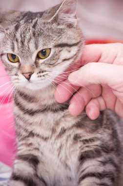 insan eli İskoç-düz gri güzel kedi evcil hayvan.