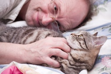 Man pets a Scottish-straight gray beautiful cat clipart