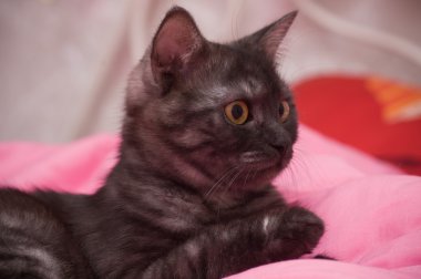 İskoçya-düz gri güzel kedi