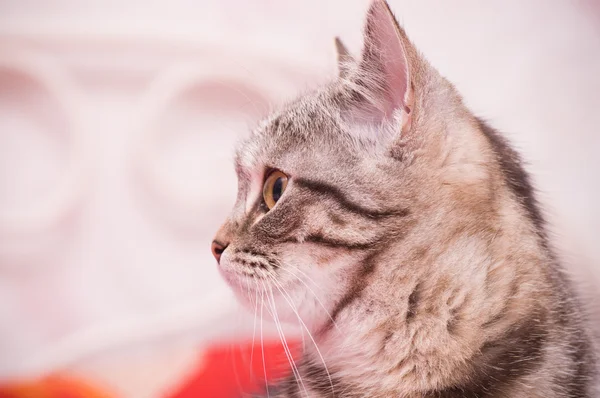Escocés-recto gris hermoso gato —  Fotos de Stock