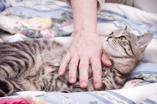 Humain main animaux un écossais droite gris beau chat — Photo