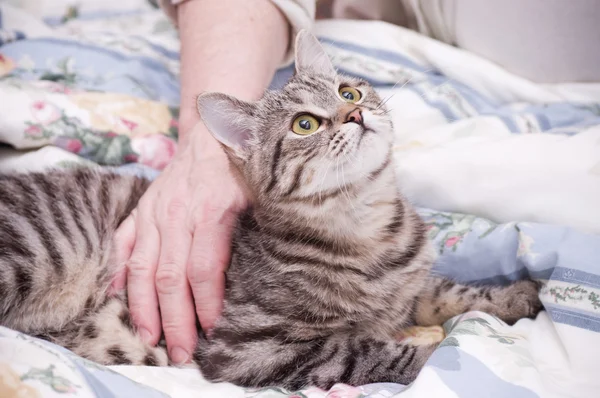 Mano humana mascotas un escocés-recta gris hermoso gato — Foto de Stock