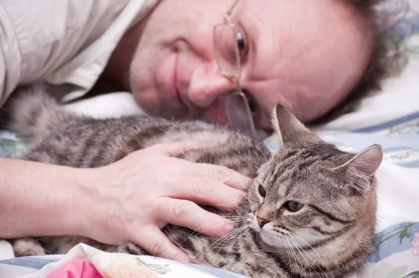 Mann Haustiere eine schottisch-gerade grau schöne Katze — Stockfoto