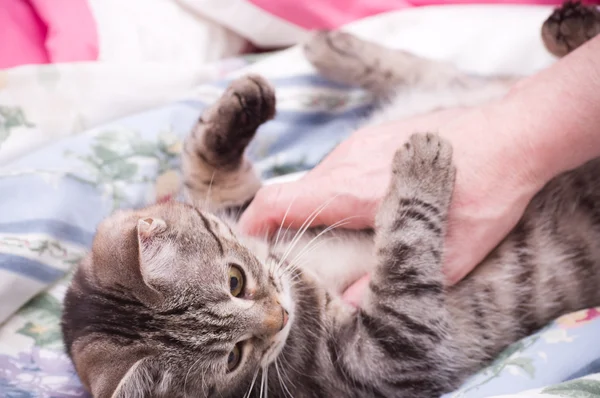 Menschliche Hand Haustiere eine schottisch-gerade grau schöne Katze — Stockfoto