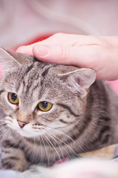 Menschliche Hand Haustiere eine schottisch-gerade grau schöne Katze — Stockfoto
