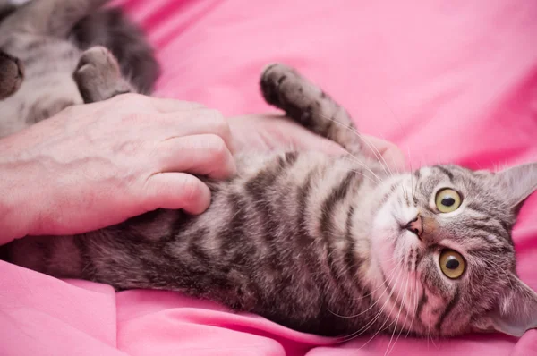 Mano humana mascotas un escocés-recta gris hermoso gato — Foto de Stock
