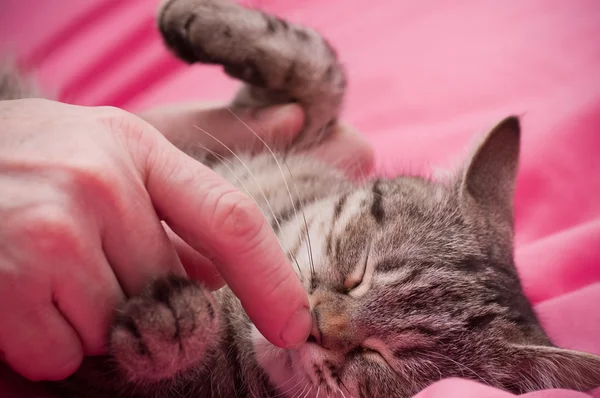 Emberi kéz háziállat egy skót-egyenes szürke gyönyörű macska — Stock Fotó