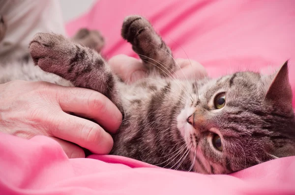 Insan eli İskoç-düz gri güzel kedi evcil hayvan. — Stok fotoğraf