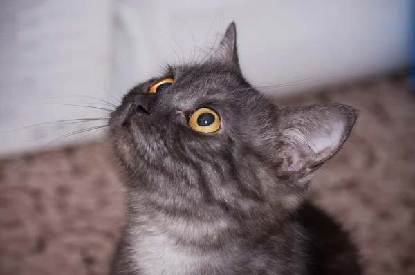 Escocés-recto gris hermoso gato — Foto de Stock