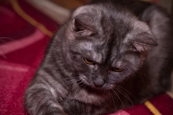 스코틀랜드-스트레이트 회색 아름 다운 고양이 — 스톡 사진