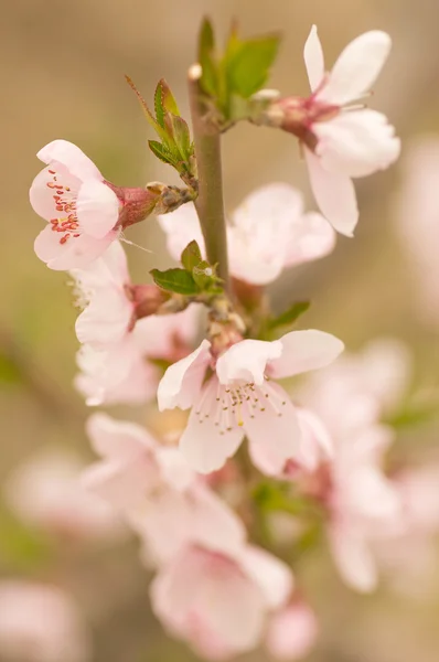 Pink flowers, peach blossom — Stock Photo, Image