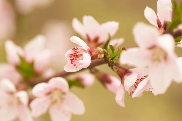 Pink flowers, peach blossom — Stock Photo, Image