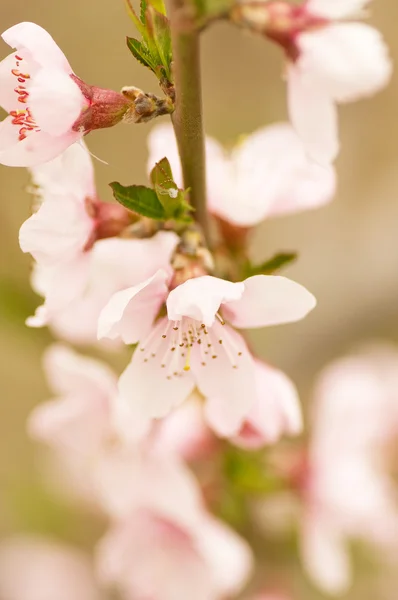 Pink flowers, peach blossom — Stock Photo, Image