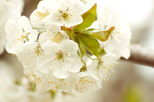 Spring Cherry blossoms — Stock Photo, Image