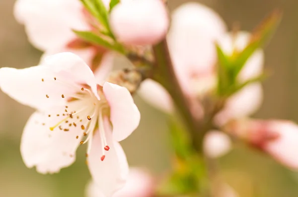 Pink flowers, peach blossom — Stock Photo, Image