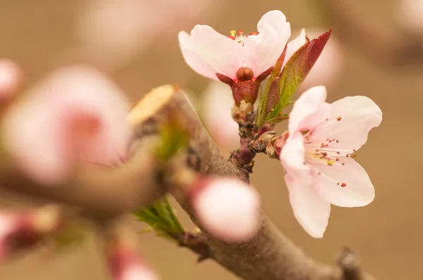 Pink flowers, peach blossom — Stock Photo, Image