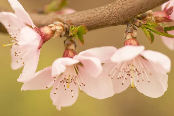 Pink flowers, peach blossom — Stock Photo, Image